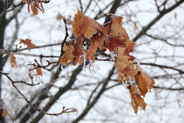 Dried maple leaves — Stock Photo, Image