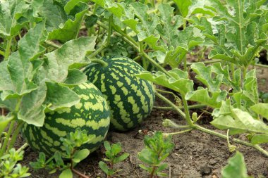 Bahçede iki şeritli karpuz