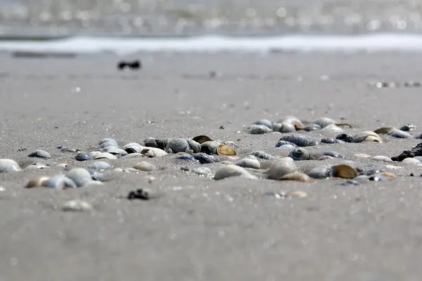 Coquillages dans le sable sur les rives — Photo