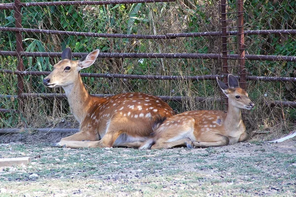 Jeune cerf rouge au repos — Photo