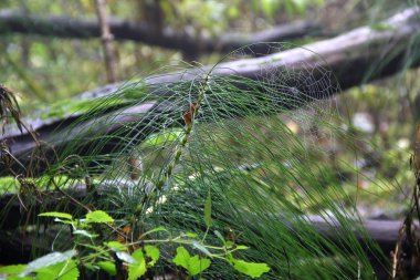 Örümcek ağı ormanındaki bulanıklık