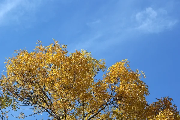 Folhas de outono com o céu azul — Fotografia de Stock