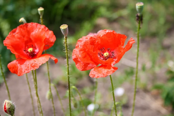 Flores de amapola roja en los campos — Foto de Stock