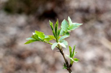 Güzellik böbrek dalda leylak