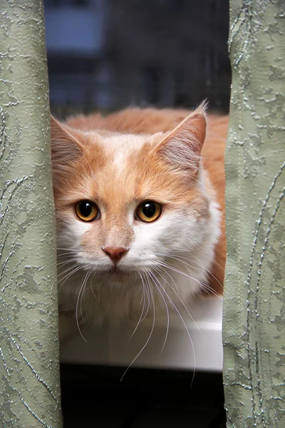 Katt sitter på ett fönster — Stockfoto