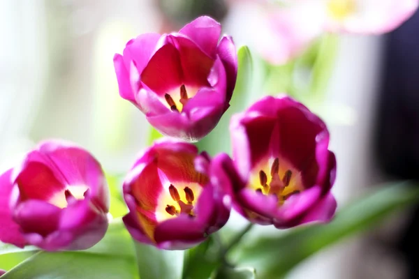 Hastes de tulipa roxa — Fotografia de Stock