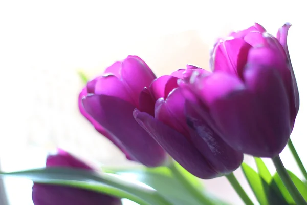 Hastes de tulipa roxa — Fotografia de Stock