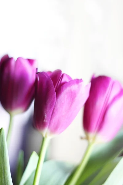 Tiges de tulipes violettes — Photo
