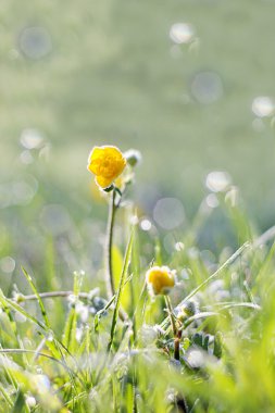 Sabah çiy çiçek çimenlerin üzerinde