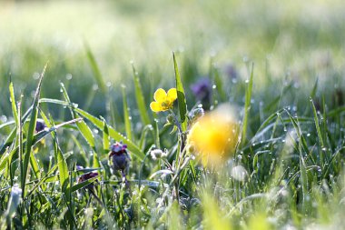 Sabah çiy çiçek çimenlerin üzerinde