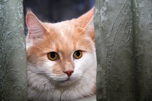 Kat, zittend op een venster — Stockfoto