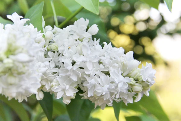 Spring white flowers — Stock Photo, Image