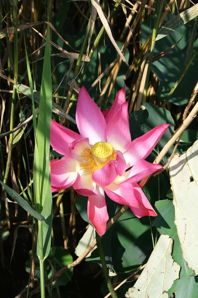 Lotus flower plants — Stock Photo, Image