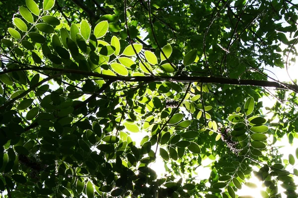 Gröna blad på trädet — Stockfoto