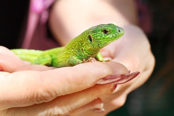 Grüne Eidechse lacerta viridis in menschlichen Händen — Stockfoto