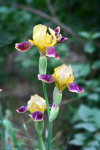 Blaue Irisblüten im Garten — Stockfoto