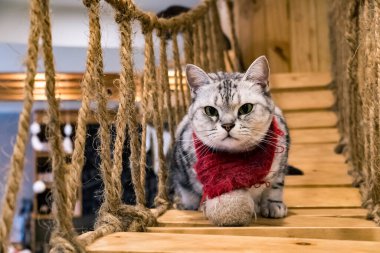 Kedi evde yalnız kalıyor. Dost canlısı ve sevimli bir hayvan.