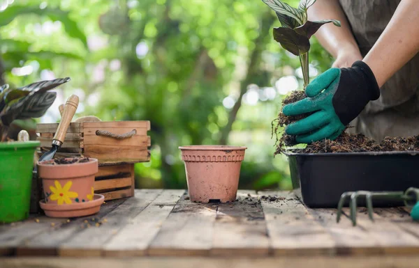 Jardinagem Casa Quando Bloquear Auto Quarentena Atividade Recreativa Jardim Botânico — Fotografia de Stock