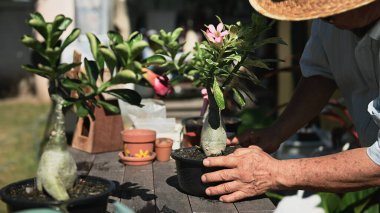 Dedem bahçede tek başına ağaç dikiyor. Evdeki arka bahçede emeklilik hayatı.