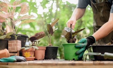 Kapatıldığında evde bahçe işleriyle uğraşıyordum. Corona virüsü krizi sırasında botanik bahçesinde dinlenme aktivitesi. Evde dalgalanma.