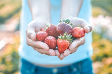 Bahçıvan bahçede çilek topluyor. Hasat mevsiminde taze organik meyveli çiftçi.