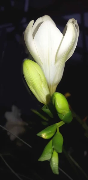 Primavera. Brotes de freesia blanca  . —  Fotos de Stock