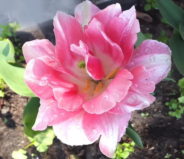 Primer plano de un tulipán rosa en un jardín de primavera . —  Fotos de Stock