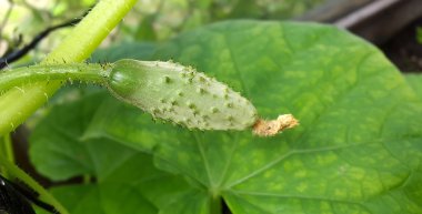 Bahçede salatalık yetişiyor.