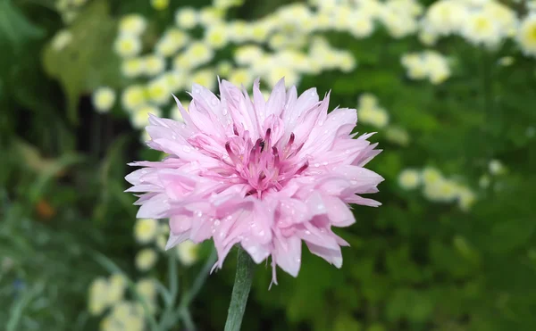 Lindas flores de jardim. Fundo de flor de verão — Fotografia de Stock