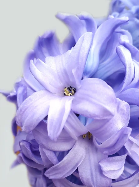 Весняні квіти. Світло-фіолетовий гіацинт проти — стокове фото