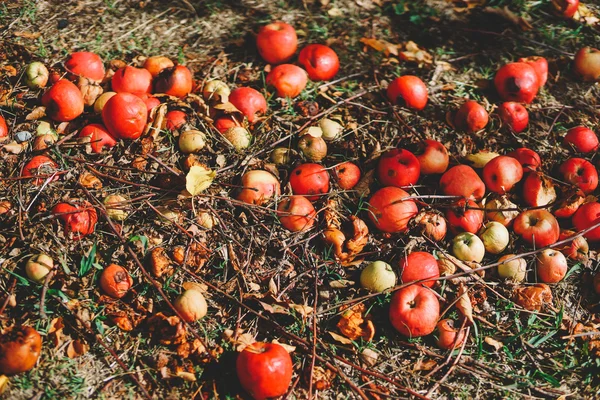 Fallen apples on the ground — Stock Photo, Image