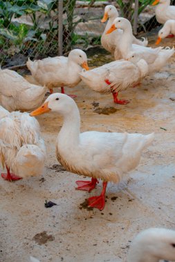 Hayvanat bahçesi ağılında beyaz ördekler. Arka planda büyük bir sürü var..