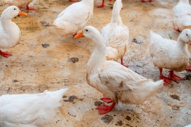 Hayvanat bahçesi ağılında beyaz ördekler. Arka planda büyük bir sürü var..