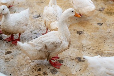 Hayvanat bahçesi ağılında beyaz ördekler. Arka planda büyük bir sürü var..