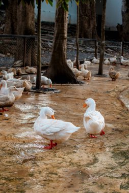 Hayvanat bahçesi ağılında beyaz ördekler. Arka planda büyük bir sürü var..