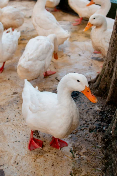 Hayvanat bahçesi ağılında beyaz ördekler. Arka planda büyük bir sürü var..