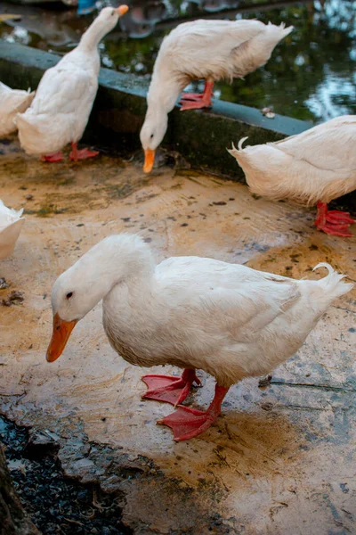 Hayvanat bahçesi ağılında beyaz ördekler. Arka planda büyük bir sürü var..