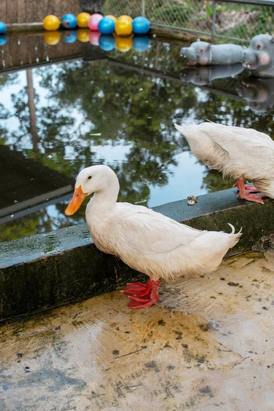 Hayvanat bahçesi ağılında beyaz ördekler. Arka planda büyük bir sürü var..
