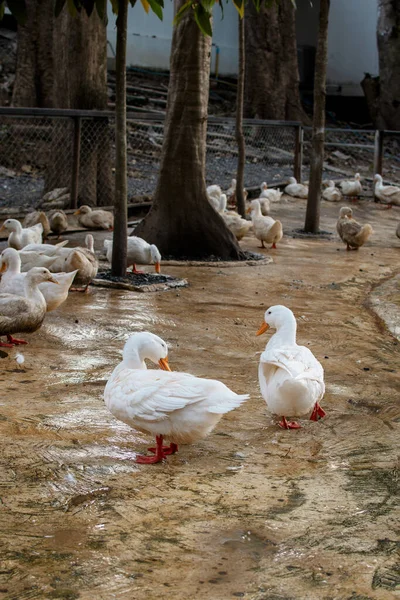 Hayvanat bahçesi ağılında beyaz ördekler. Arka planda büyük bir sürü var..