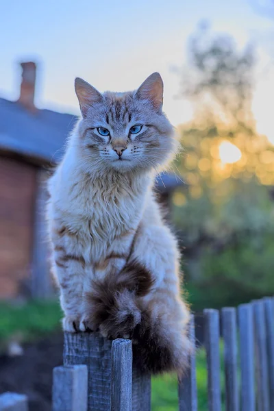 Chat sur une clôture au coucher du soleil — Photo