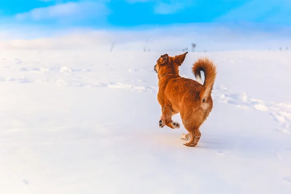 Красная собака в снегу — стоковое фото
