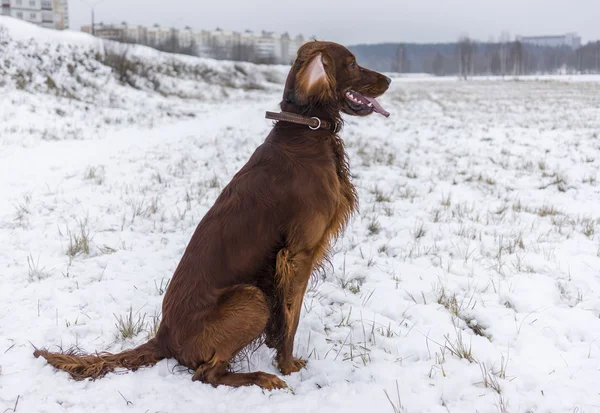 爱尔兰塞特犬坐在雪地上 — 图库照片