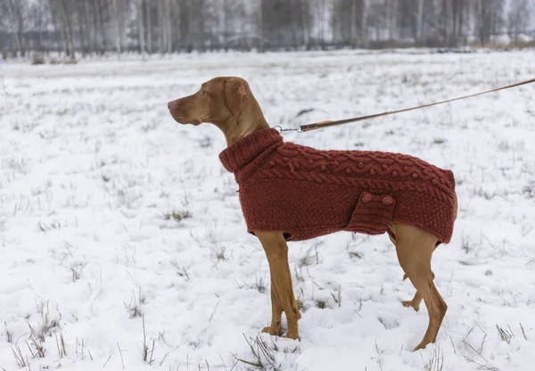 Köpek kış kazaklı — Stok fotoğraf