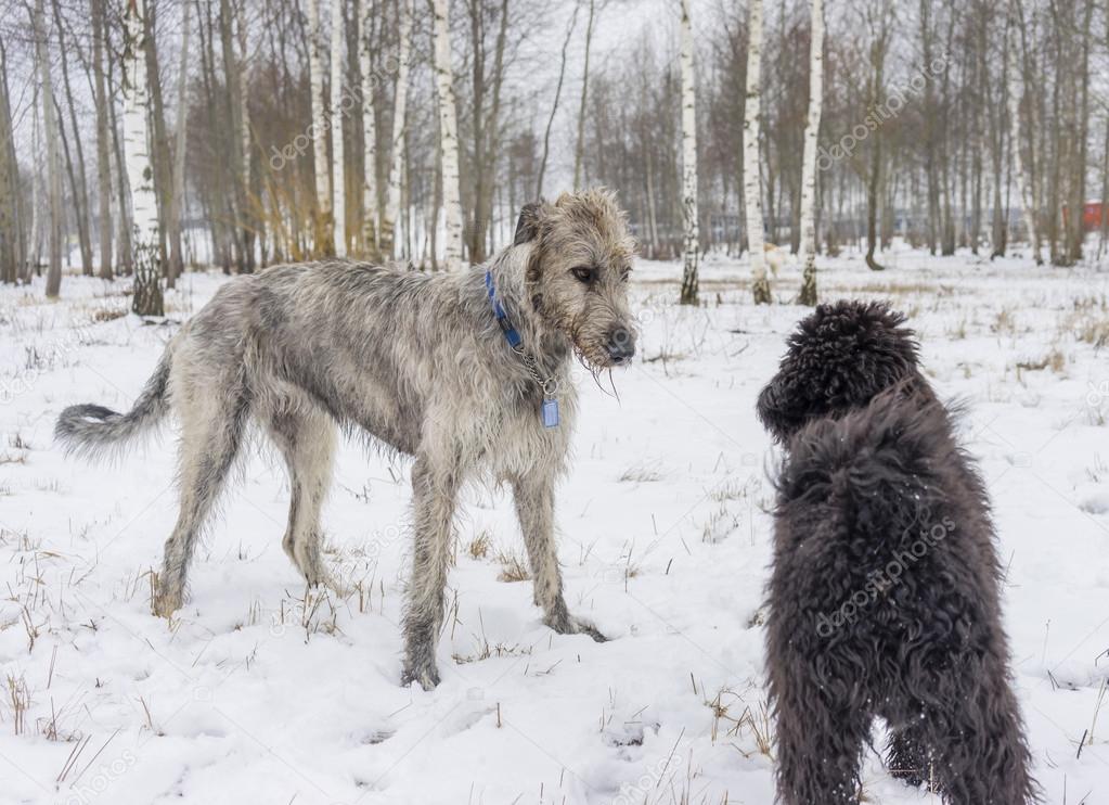Irish Wolfhound plays with poodle in winter