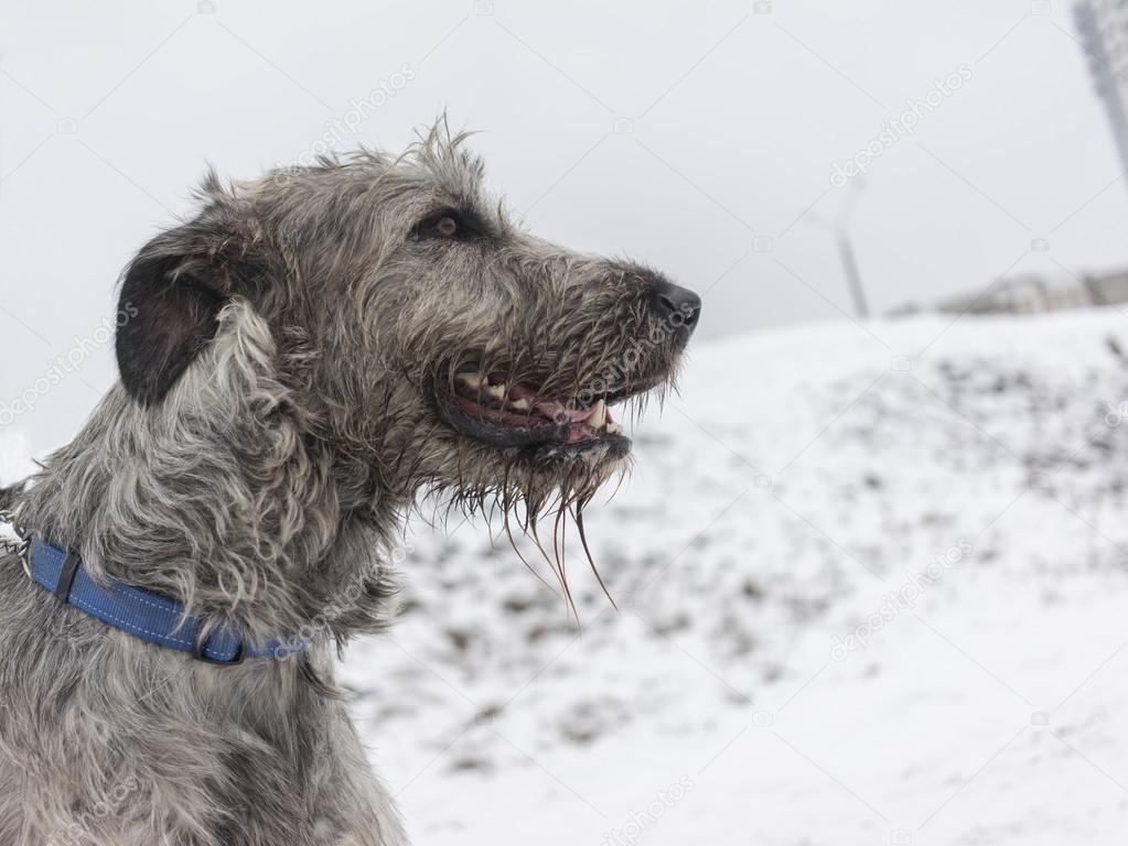 Irish Wolfhound in winter