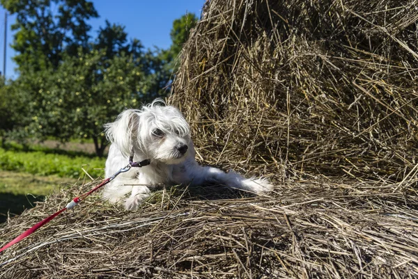 Chino cresta en el pesebre — Foto de Stock