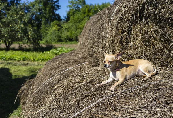 Chihuahua yaciendo en el pesebre — Foto de Stock