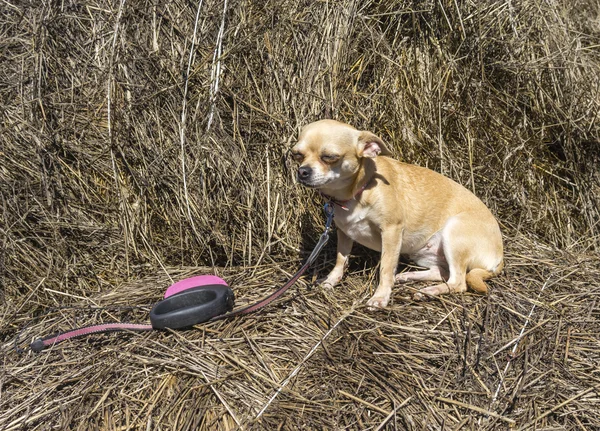 Chihuahua yaciendo en el pesebre — Foto de Stock