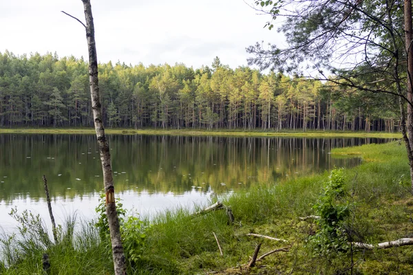 Sjön skog. Landskap — Stockfoto