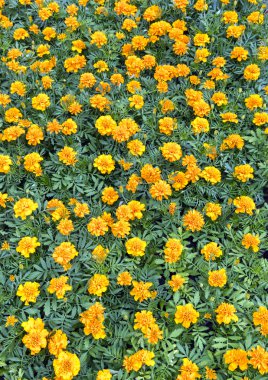 yeşil yaprakları ile sarı çiçek